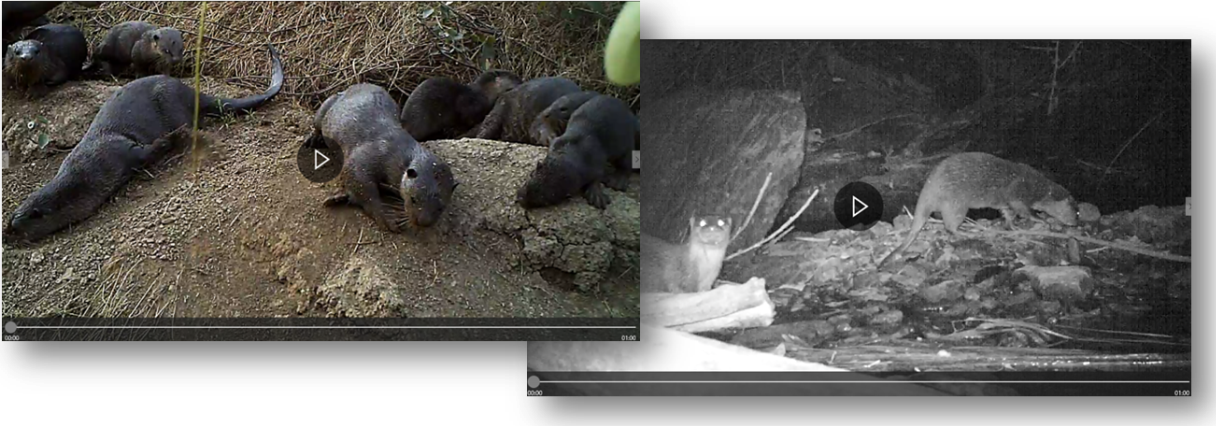 We Record Undisturbed Otter Behavior - Led-backlit Lcd Display (1216x426), Png Download