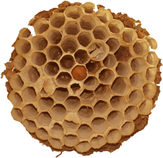 Banner Library Download Beehive Hornet S Material Hornets - Wasp (1024x679), Png Download