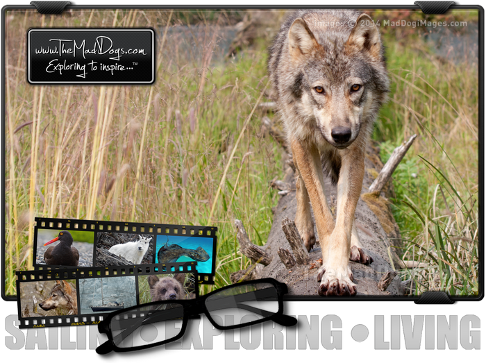 Close Encounter With A Wild Wolf In Alaska - Wolfdog (700x523), Png Download