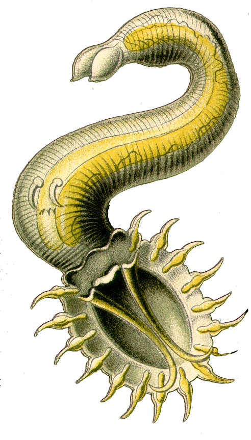 Ringed-worm (492x863), Png Download