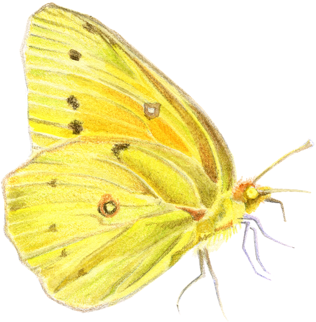Habitat De Las Especies De La Reserva Biológica Huilo - Colias Hyale (669x673), Png Download