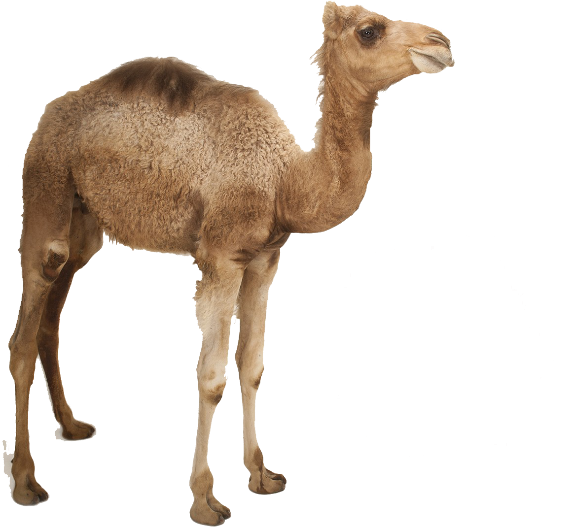 جمل صغير جدا (2048x1363), Png Download