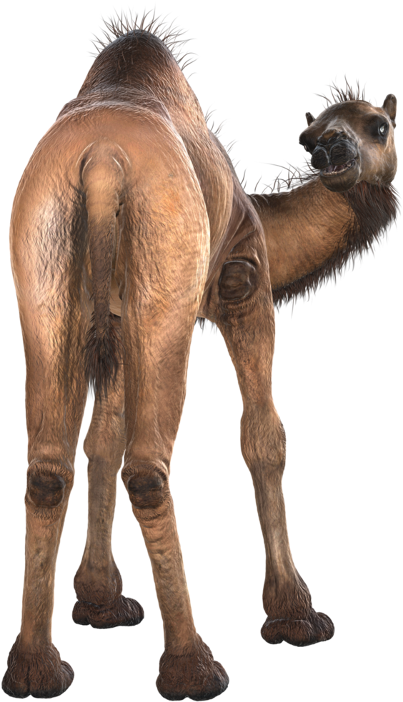 Camel Png Image & Camel Png Clipart Free Download - Camel (752x1063), Png Download