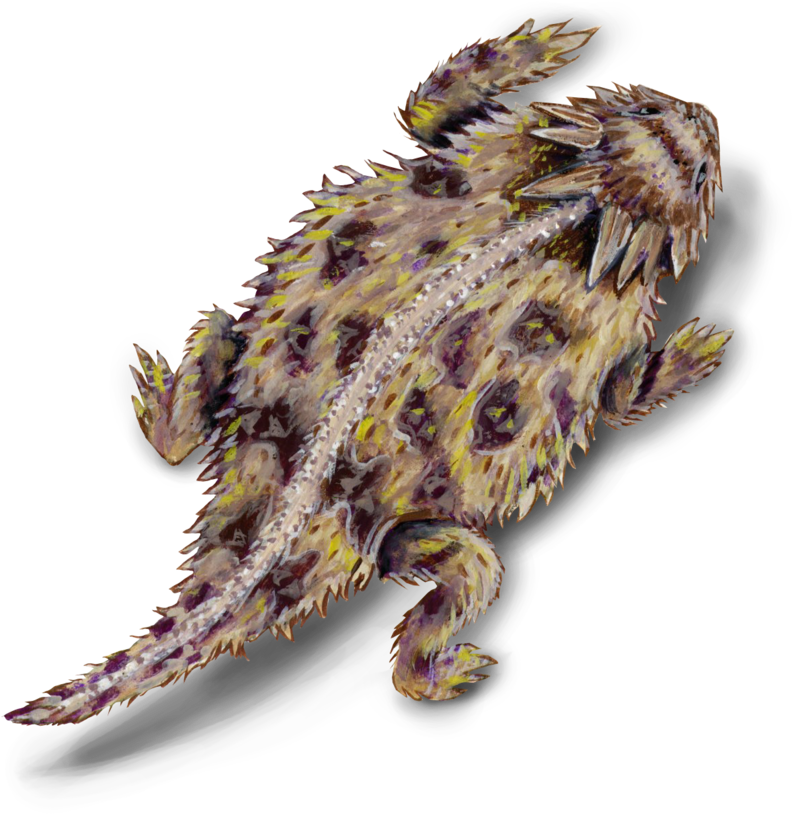 Lizard - Texas Horned Lizard (1000x972), Png Download