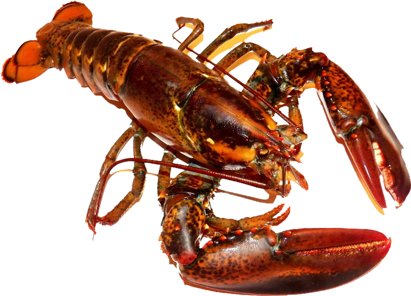Cooked Whole Lobster - Lobsters Sea (856x608), Png Download