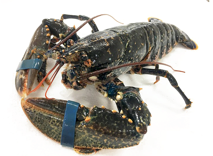 Lobster Transparent Image - Homarus Gammarus (800x533), Png Download