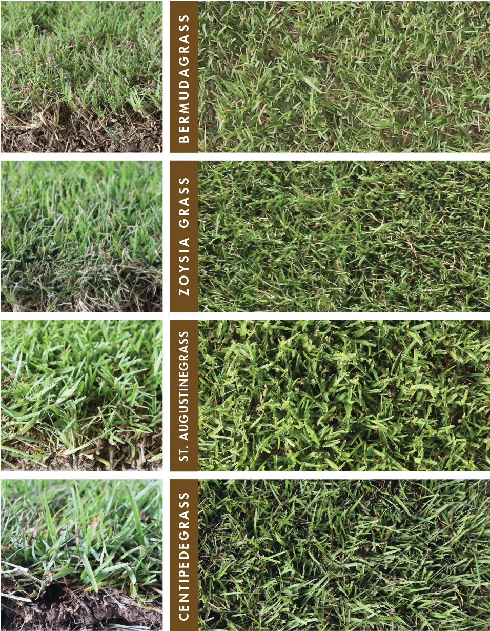 For New Homeowners, It's Important To Choose The Best - Lawn (960x1237), Png Download