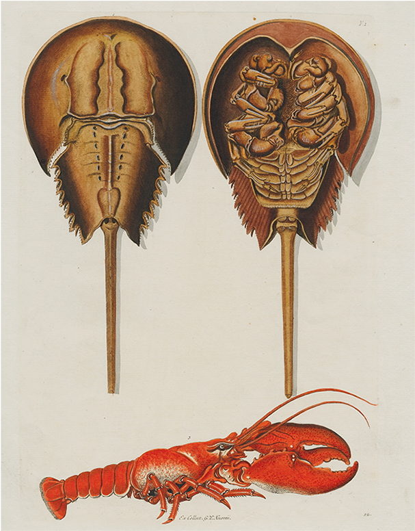 American Lobster (800x800), Png Download