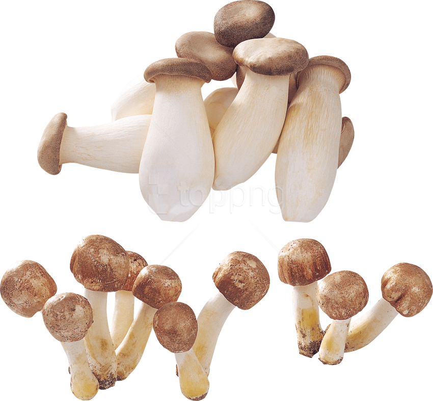 Free Png Download Alot Of Mushrooms Png Images Background - Mushroom (850x789), Png Download