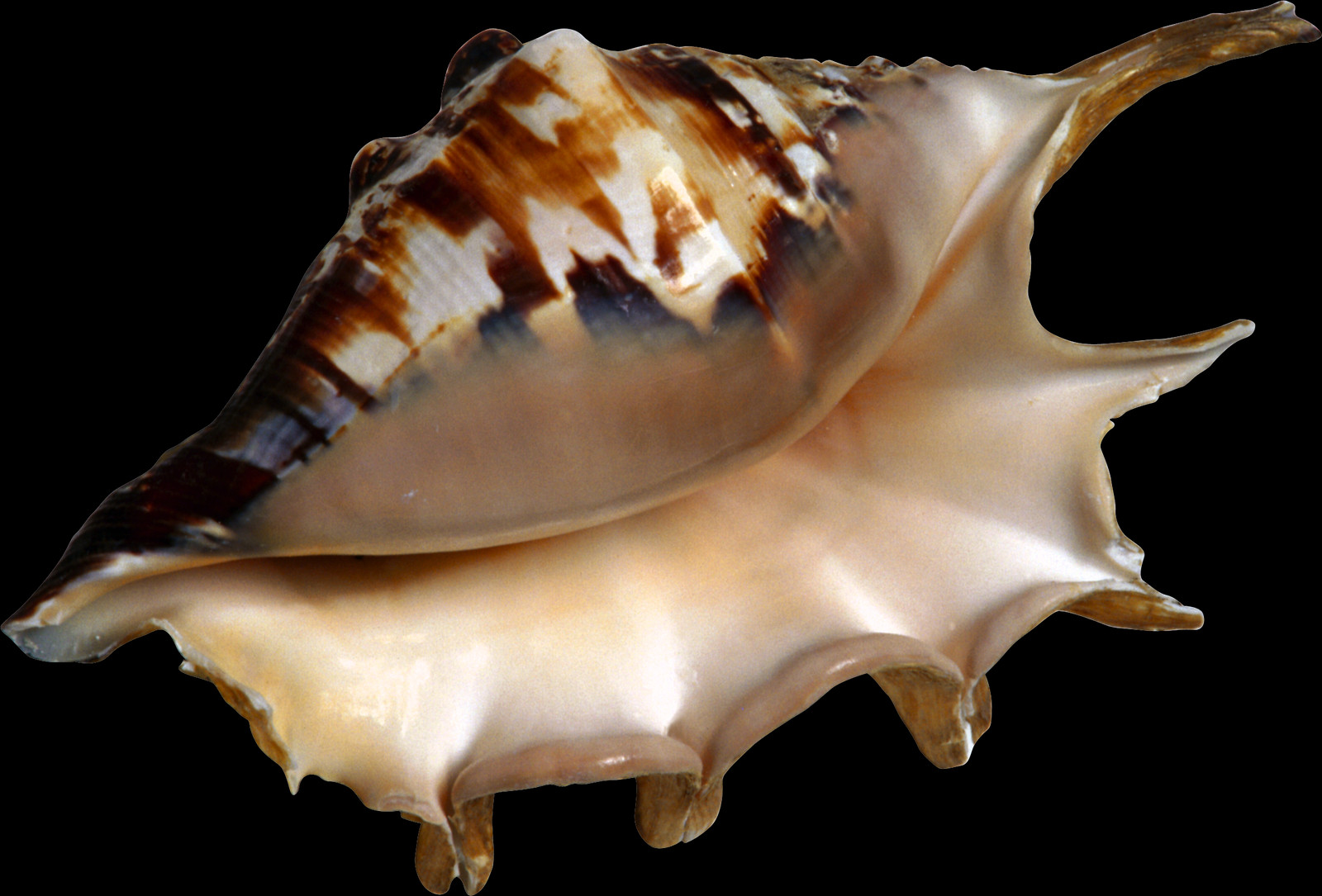 Shell, Free Pngs - Beach Clipart (1600x1085), Png Download