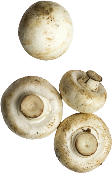 Mushrooms - Agaricaceae (866x650), Png Download