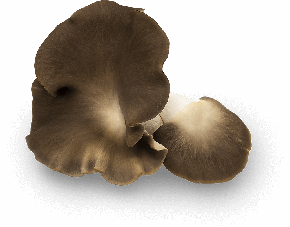 Their Texture Maintains A Delicate, Melting Quality - Pleurotus Eryngii (1000x784), Png Download