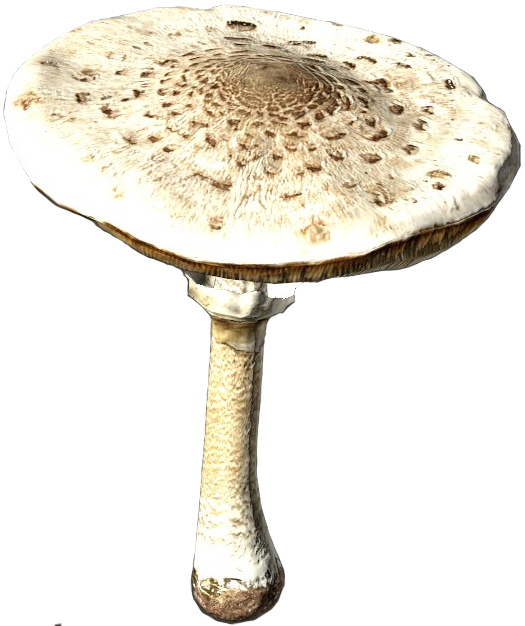 Agaric (525x626), Png Download