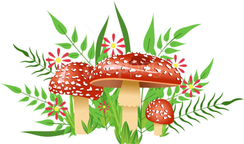 Free Png Download Mushrooms Decorative Element Clipart - Kids (850x501), Png Download