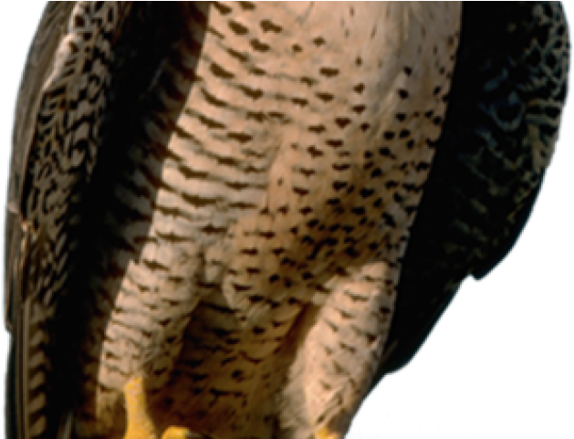 American Peregrine Falcon (640x480), Png Download