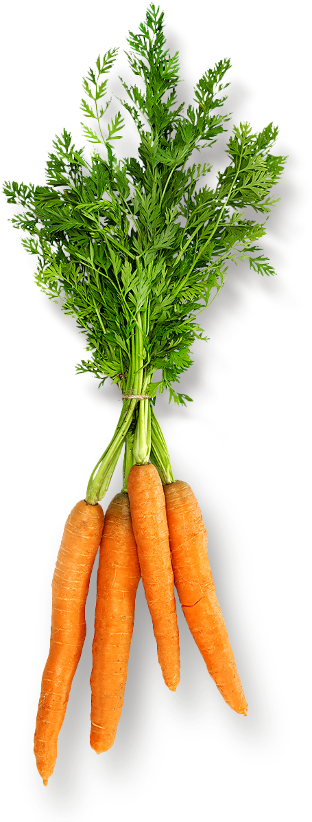 Info@beechersfoundation - Org - Carrot (1250x1250), Png Download