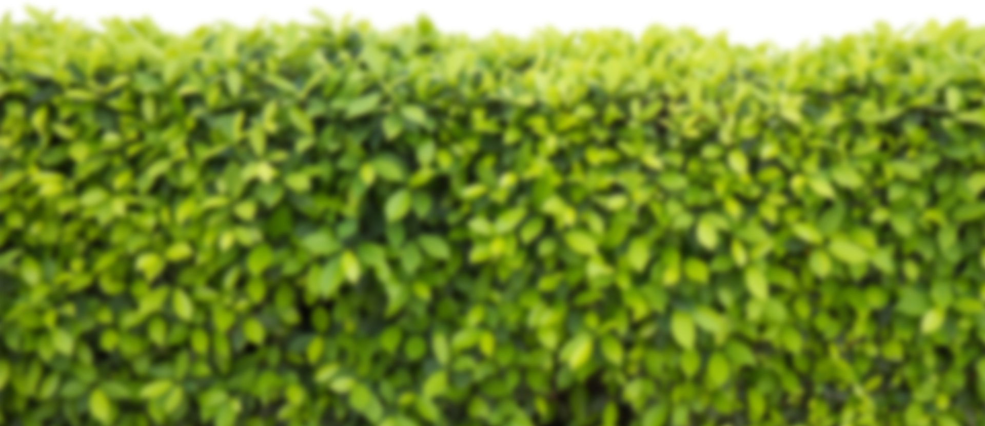 Back-bg - Hedge (1920x831), Png Download