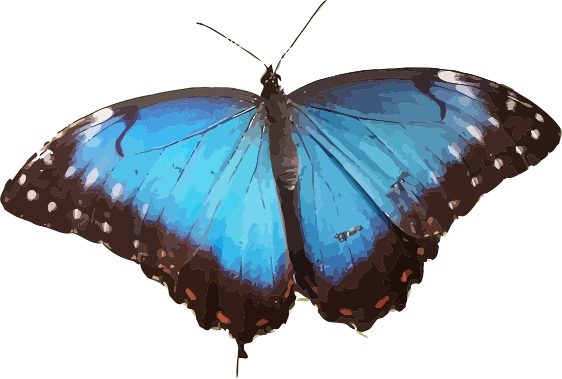 Butterfly Menelaus Blue Morpho Insect Rhetenor Blue - Blue Morpho Butterfly Png (1114x750), Png Download