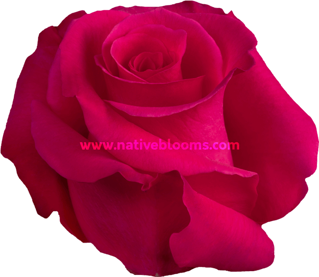 Hot Lady Roses - Floribunda (666x696), Png Download