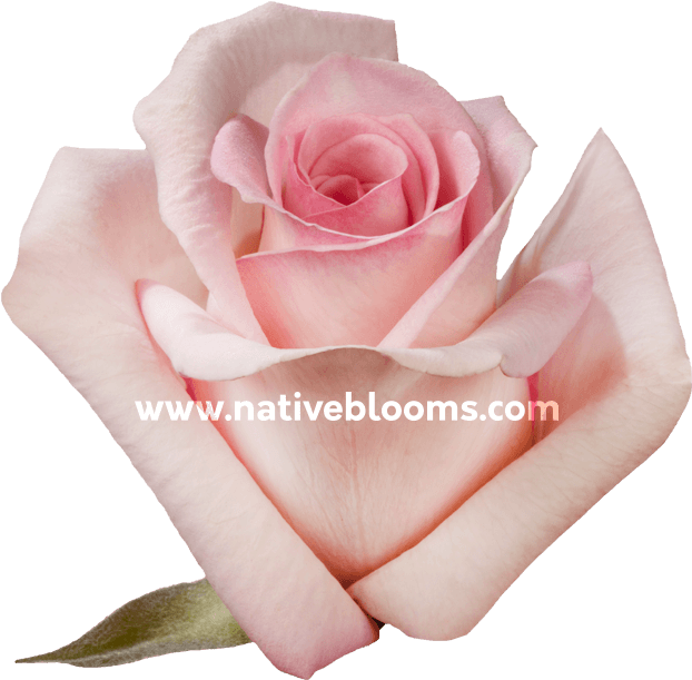 Sophie Roses - Garden Roses (666x696), Png Download