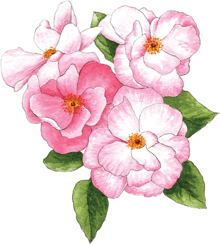 Pink Roses - Primula (952x1024), Png Download