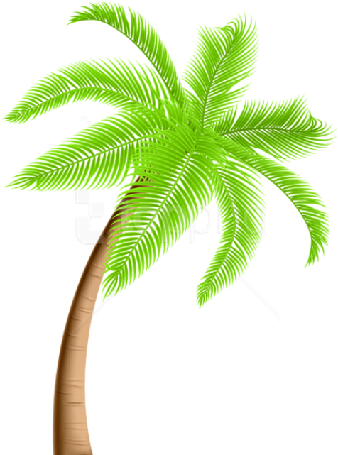 Free Png Download Palm Tree Png Png Images Background - Palm Tree Clipart Png (480x648), Png Download