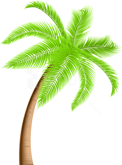 Free Png Download Palm Tree Png Png Images Background - Palm Tree ...