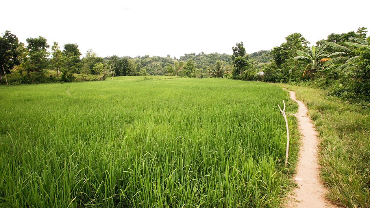 Paddy Field (1280x720), Png Download