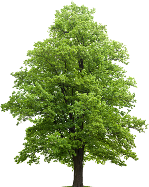 Hard Maple Feuille Hard Maple - Septic Drain Field Trees (578x648), Png Download