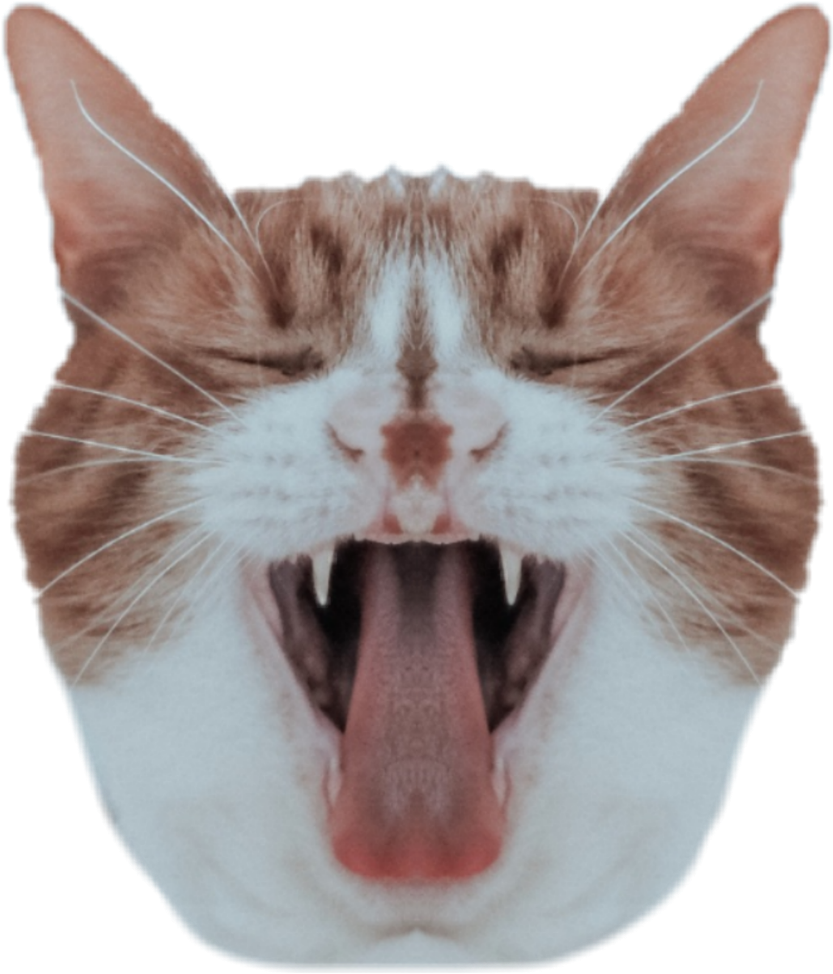#cat #head #mirroreffect - Cat (1024x1024), Png Download