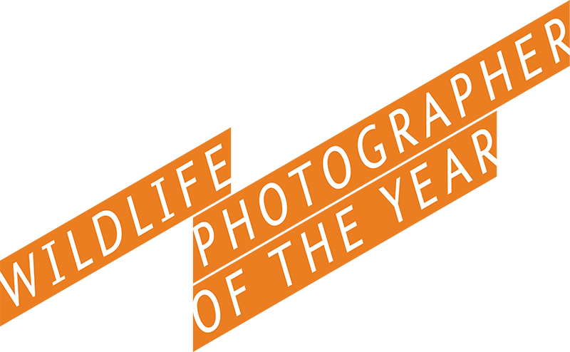 Rom Wildlife Photographer Of The Year Contest For Legal - Wildlife Photographer Of The Year (800x494), Png Download