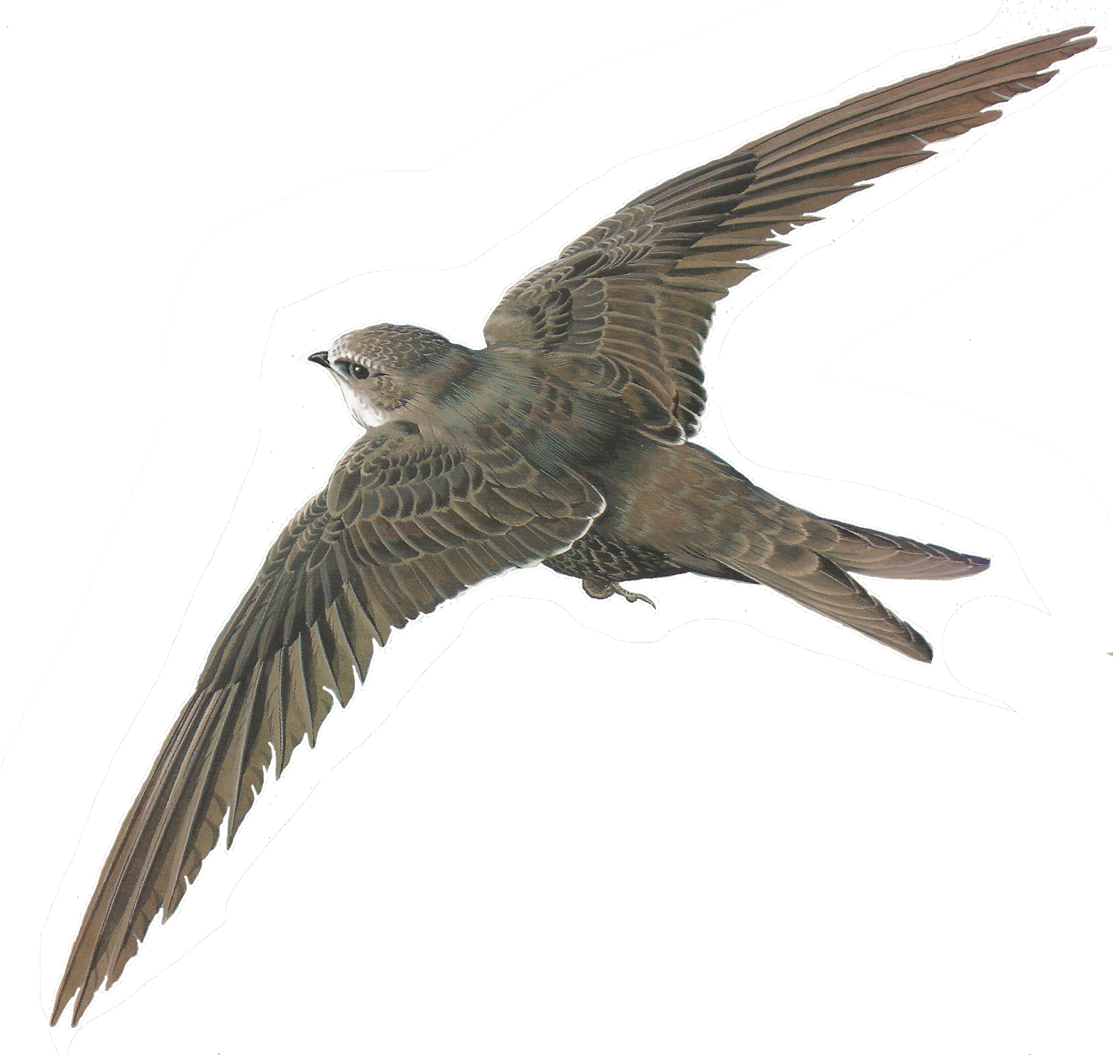 Png Library Stock Free Images Of Birds Illustrations - Oiseau Détouré (1600x1516), Png Download