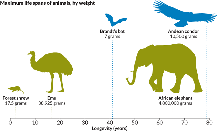 Give - Plantas O Animales En Los Cuales El Fenotipo Se Vea (860x460), Png Download