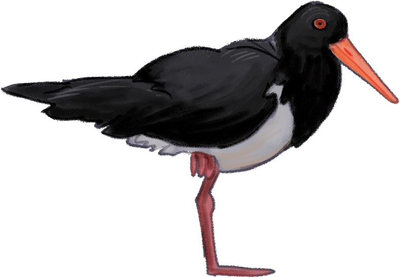 Pied-oystercatcher - Pied Oystercatcher Png (1000x849), Png Download