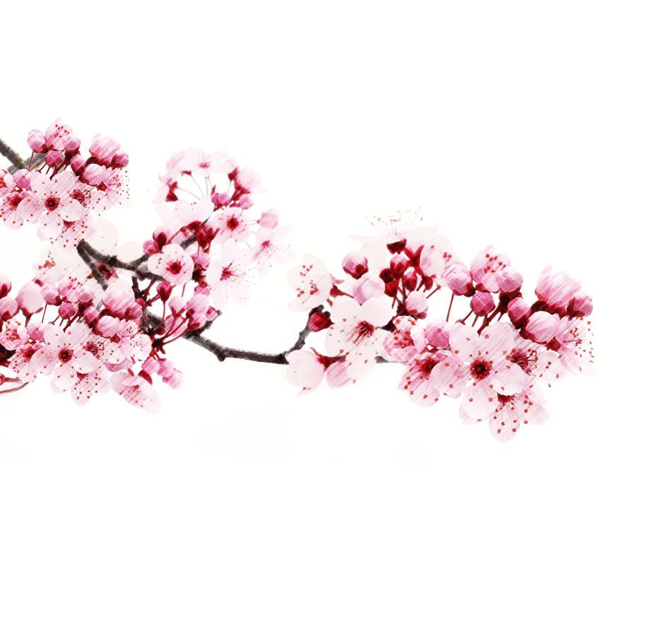 Transparent Japanese Cherry Blossom Tree - Transparent Japanese Cherry Blossom Png (950x897), Png Download