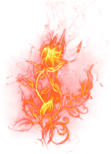 Free Png Download Transparent Fire Rosepicture Png - Light Rose On Fire (480x678), Png Download