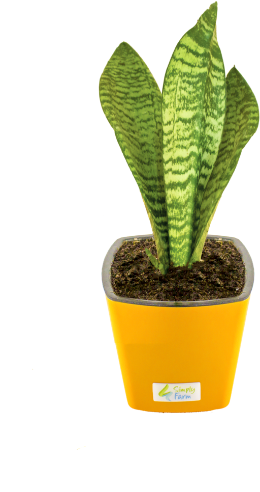 694 X 1023 2 - Flowerpot (694x1023), Png Download