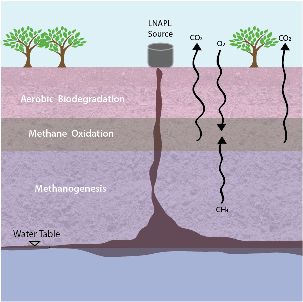 Webimages2-16 - Tree (638x638), Png Download