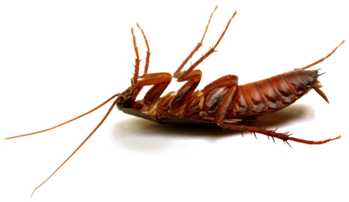 Cockroach Png Hd Photo - Best Pesticide For Cockroaches In Kenya (1114x720), Png Download