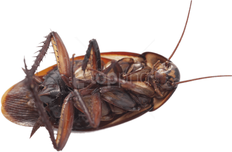 Free Png Download Large Cockroach On Its Back Png Images - Cockroach (850x566), Png Download