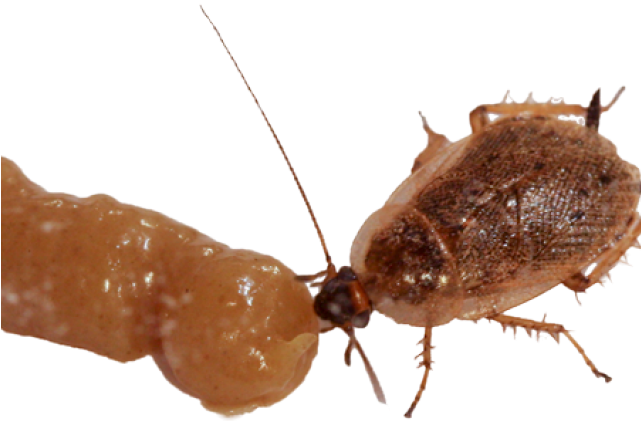 Membrane-winged Insect (640x480), Png Download