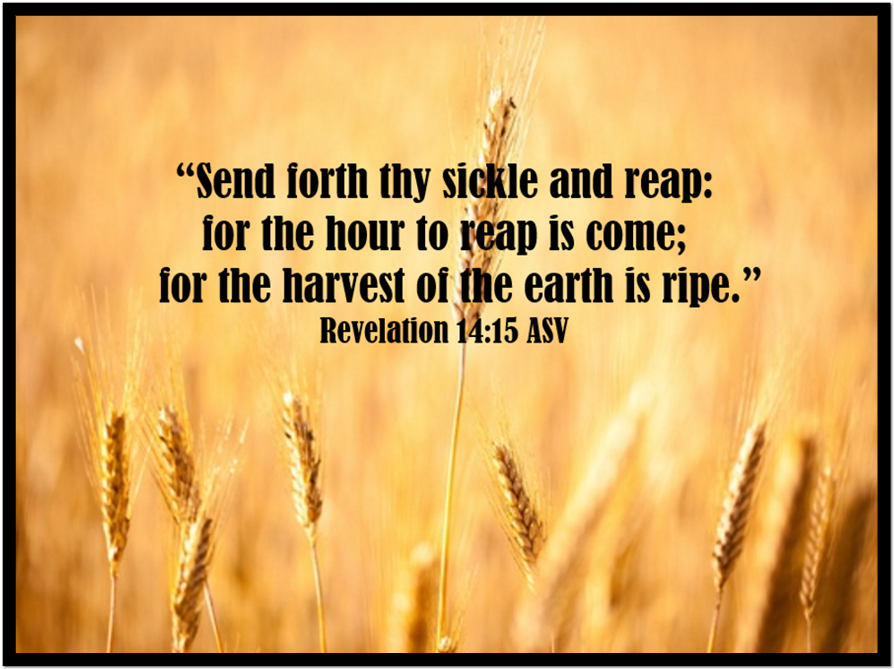 2019 Itinerary - Einkorn Wheat (1168x740), Png Download