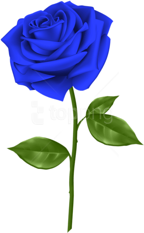 Free Png Download Blue Rose Png Images Background Png - Blue Rose Transparent Background (480x781), Png Download