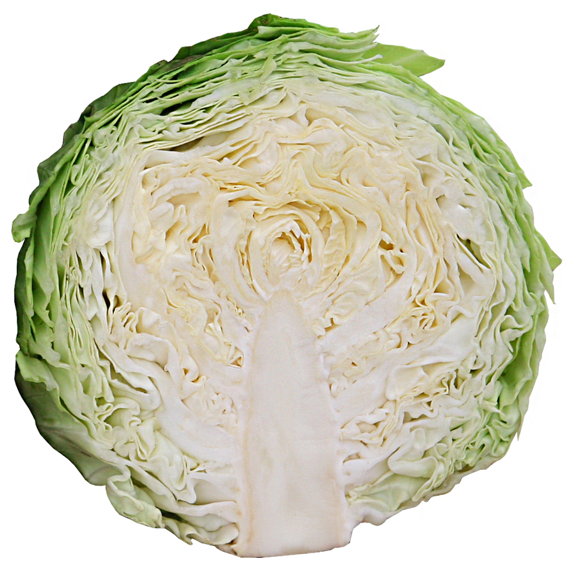 Small Size Cabbage With Early Maturity Characteristic - Savoy Cabbage (1200x1200), Png Download
