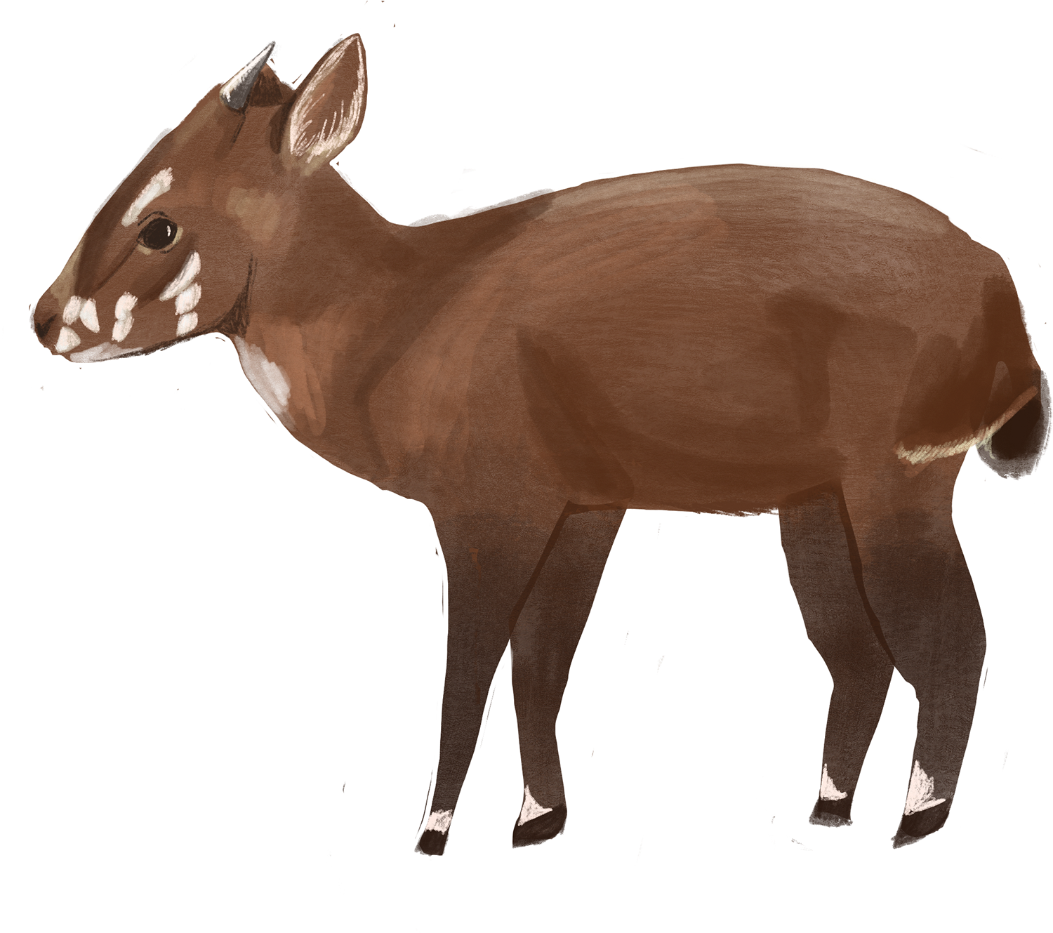 Thanks For Watching - Roe Deer (1920x1439), Png Download