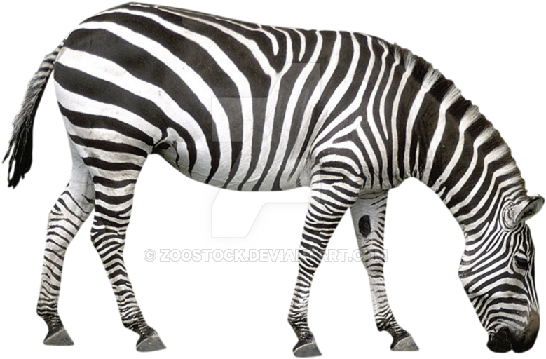 1024 X 745 4 - Comprehension About Animals (1024x745), Png Download