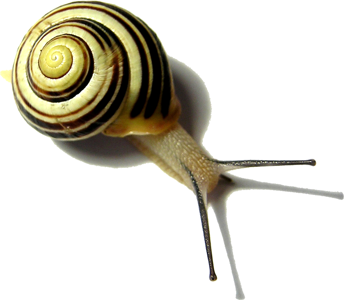 Snail Png Pic - Snail Free (1200x1200), Png Download