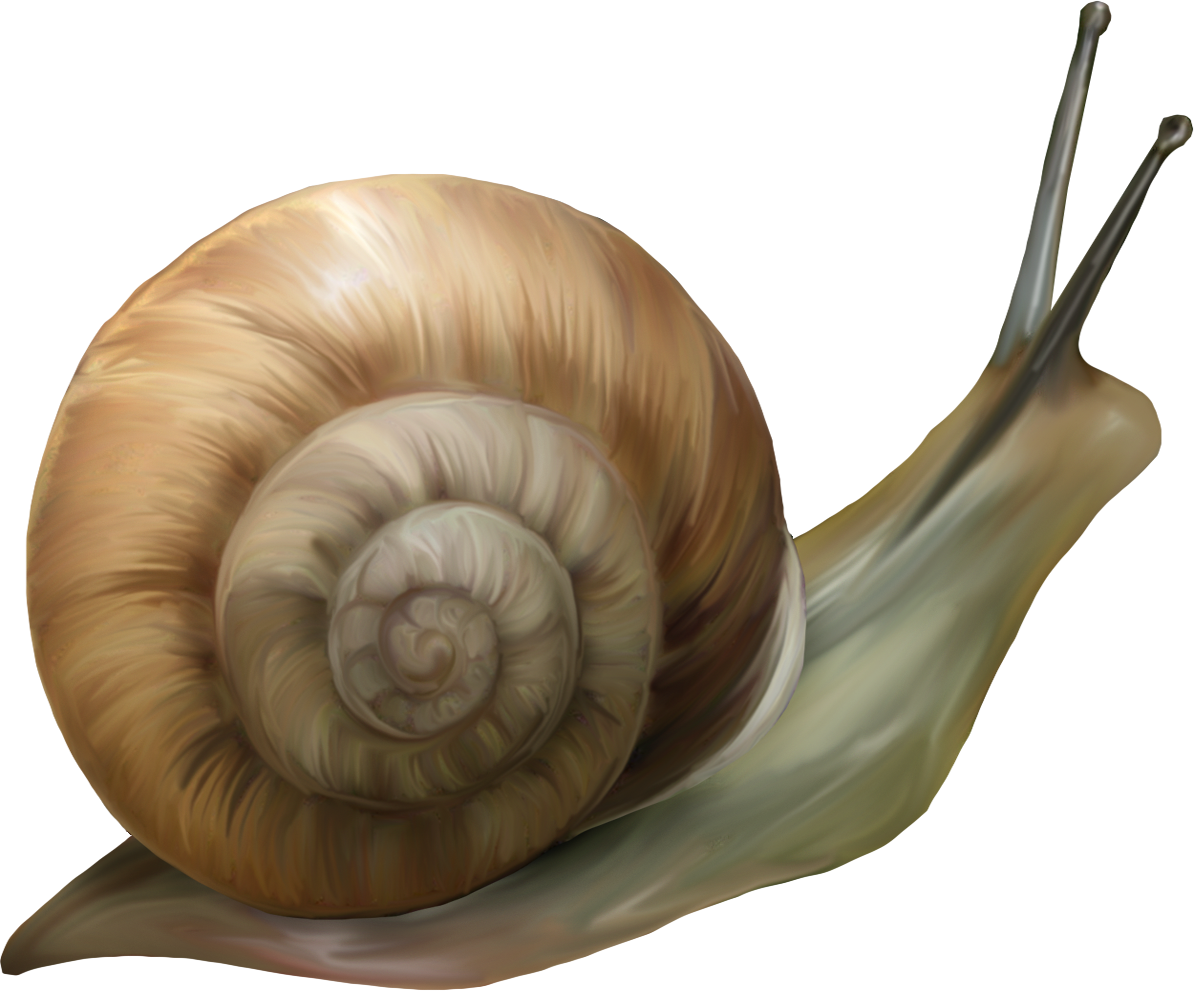 Mis Laminas Para Decoupage Png Photo, Gifs, School - Улитка Пнг (1194x991), Png Download