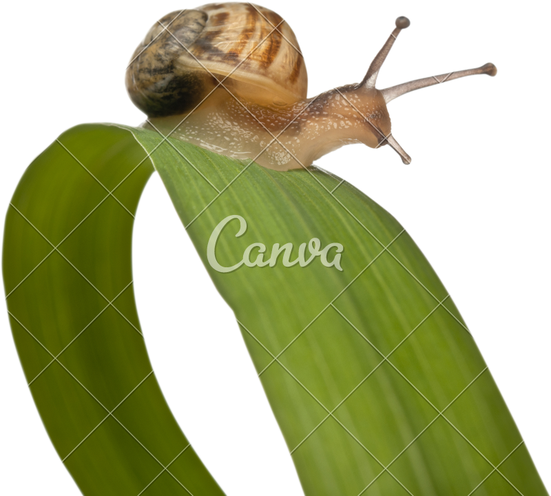 Snail On Leaf - Sea Snail (800x720), Png Download
