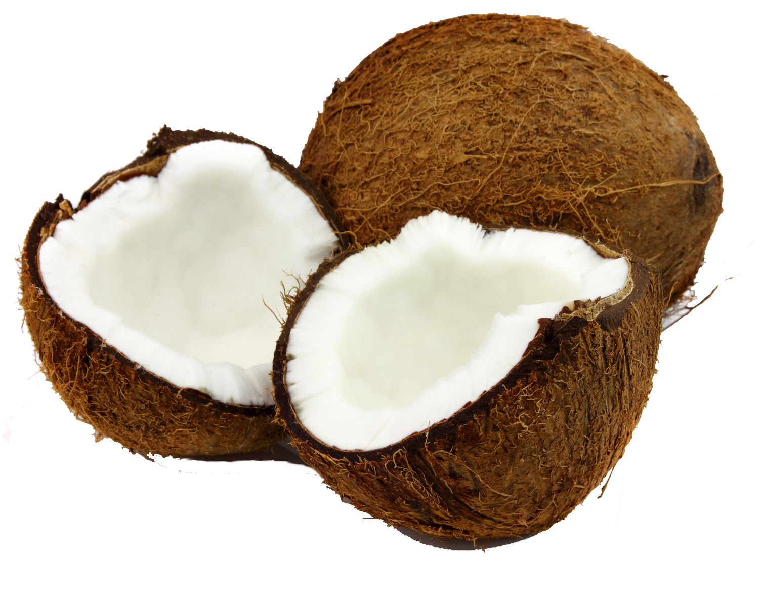 Coco Bruno Junges - Imagens De Coco Seco Png (1600x1280), Png Download